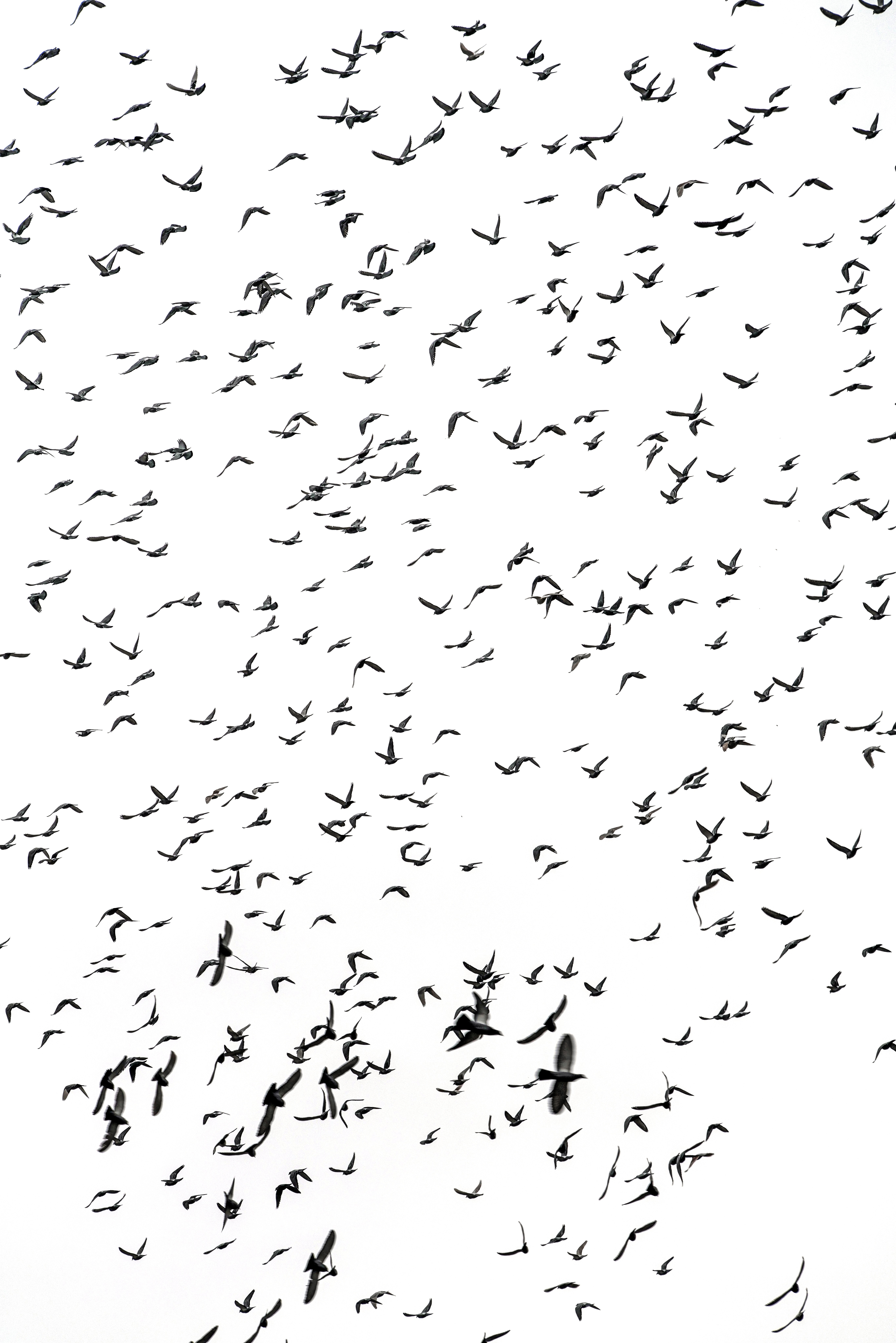 Flock of birds in a white sky